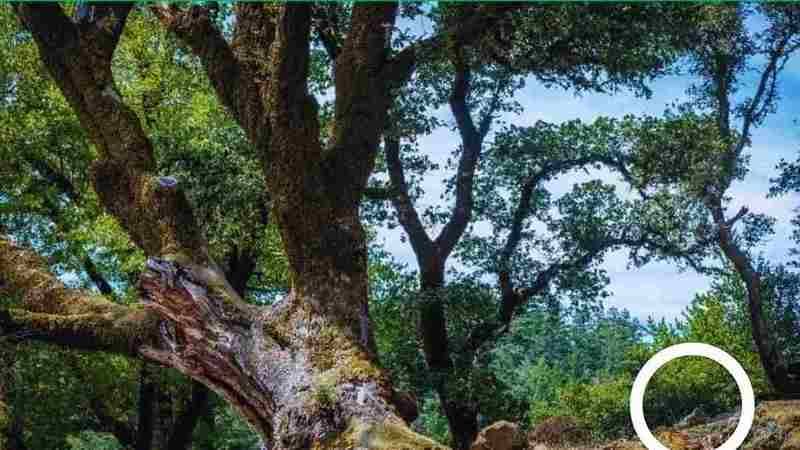 IQ’su 100 olanlar sincabı 10 saniyede buluyor!